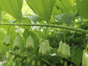 White flowers hanging under green leaves, a sign of spring, fragrant whitethorn (Polygonatum