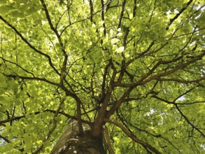 Looking up through the fresh green leaves of a tree into the crown, Thuringian Forest, Germany