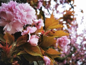 A tree full of magnificent pink flowers and contrasting orange-coloured leaves, Japanese cherry