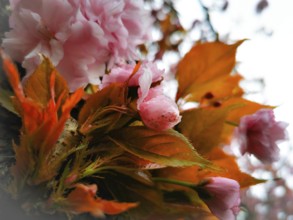 Vivid pink flowers and orange-coloured leaves in a close-up, Japanese cherry blossom (prunus