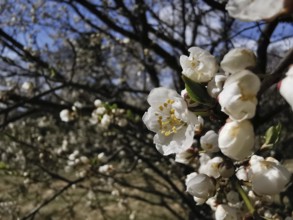 White spring blossoms on a branch in front of a tree-rich background, cherry tree (Prunus),