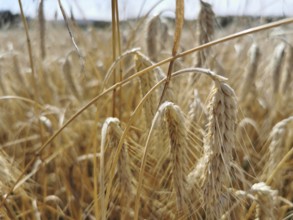 Golden yellow ears of wheat (Triticum) in a dry field, quiet rustling of the ears in the wind,