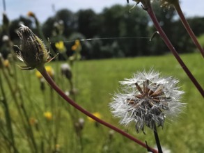 Dandelion (taraxacum officinale) in a field, white seeds spreading. Relaxed nature picture,