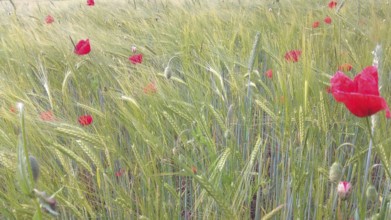 Poppies (papaver rhoeas) bloom in a green wheat field (triticum) and create a lively spring scene,