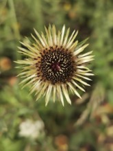 Silver thistle (Carlina acaulis) in nature, brown and green colours. Close-up of a single flower,