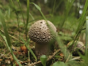 Close-up of a mushroom, panther mushroom (amanita pantherina) in the forest, surrounded by grass