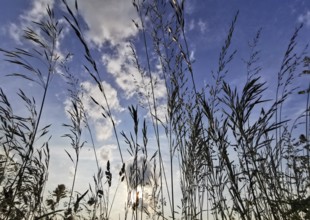 View through tall grasses up to the sky with dramatic clouds and sunlight, Frankenwald nature park