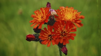 Group of bright orange-coloured flowers against a green background, orange hawkweed (hieracium