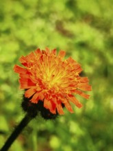 Bright orange flower with frayed petals in a green background, orange hawkweed (hieracium
