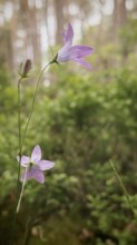Two delicate purple flowers rise gracefully in a green, tree-rich forest, meadow bellflower