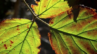 Sunlight shines through the semi-transparent, partly discolored leaves of a bush, Franconian Forest