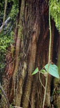 Close-up of intertwined tree roots covered by green moss, Franconian Forest, Germany