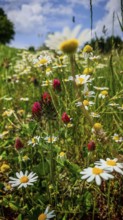 Meadow with colourful flowers such as meadow daisies (Leucanthemum vulgare) under a blue sky,