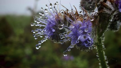 Detailed photo of purple flowers with shimmering water droplets on the leaves, Phacelia (Phacelia