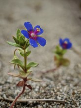 A small, bright blue flower grows between gravel and sand in a barren environment, field of