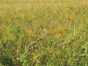 A wide field full of tall, yellow cereal plants with scattered red poppies (Papaver rhoeas), Upper