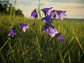 Purple campanula (campanula rotundifolia) on a lush, green meadow under a blue sky, Franconian