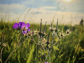 Purple flower backlit on a green field at sunrise, cranesbill (Geranium), Franconian Forest