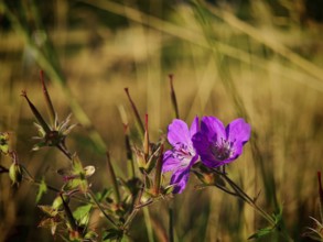 Purple flowers in the foreground with dried grass in the background, summer, idyll, cranesbill