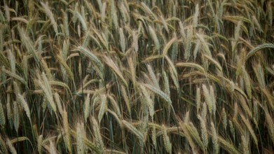 Dense cornfield full of ripe corn in shades of brown and green, Franconian Forest
