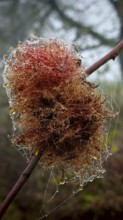 Close-up of rose apple (Diplolepis rosae), rose gall wasp, Franconian Forest nature park Park,