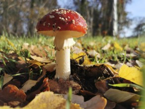 A fly agaric (amanita muscaria) growing on the ground between autumn leaves in a deciduous forest,