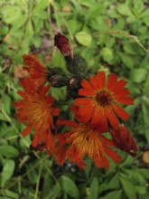 Orange flower with several flowers in a green foliage setting, orange hawkweed (hieracium