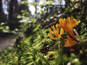 Bright yellow mushrooms in the moss-covered forest in bright sunlight, goat's beard (calocera