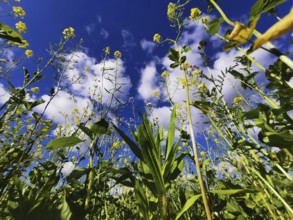 View through a field with yellow flowers under a blue sky with white clouds, Frankenwald nature