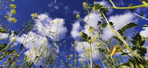 View from below of blooming plants against a blue sky with clouds, Frankenwald nature park Park