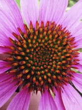 Close-up of a pink flower with a striking, colourful inflorescence, purple coneflower (Echinacea