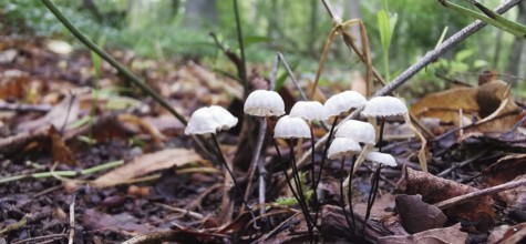 Small white mushrooms in an autumnal forest floor with leaves and twigs, Collared parachute