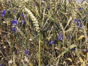Dense cornfield decorated with bright blue cornflowers (Centaurea cyanus) on a summer's day,