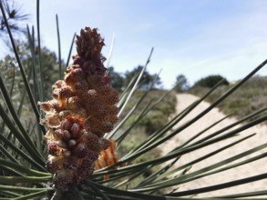 Close-up of a pine cone (pinus pinea) in front of a sandy path in a summer landscape, costa