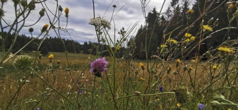 A variety of meadow flowers with a cloudy sky and the edge of the forest, Frankenwald