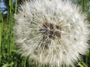 Close-up of a dandelion seed (taraxacum officinale) in front of a green background, nature in