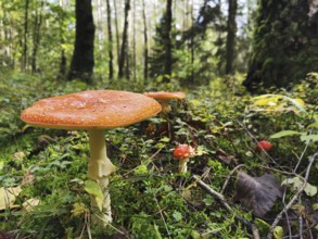 Fly agarics (amanita muscaria) standing in the dense green forest, surrounded by moss and foliage
