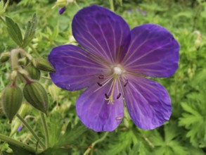 Purple flower in full bloom with detailed petals and green surroundings, Cranesbill (Geranium),