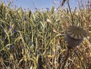 A lush wheat field (triticum) with scattered, blooming cornflowers (Centaurea cyanus) under a