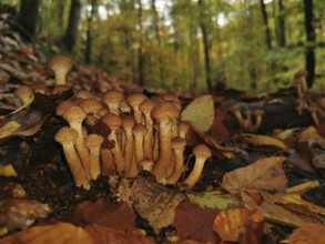 Small mushrooms sprout close together on the forest floor, surrounded by colourful autumn leaves,