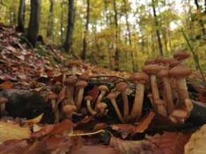 Group of mushrooms growing on the forest floor in autumn forest, surrounded by colourful leaves,