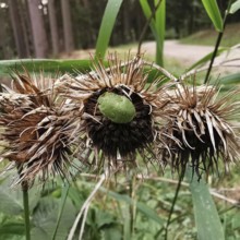 Withered flower heads of a burdock (arctium) with a small green stink bug (palomena prasina),