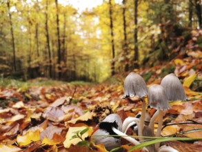 Small mushrooms sprout from a forest floor covered with colourful autumn leaves next to a forest