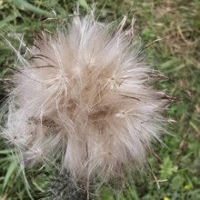 Fluffy, pastel-coloured seeds of a plant in nature, thistle (cirisium arvense), Franconian Forest