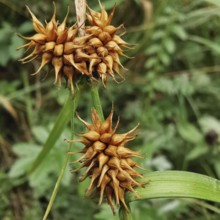 Dry, brown seed capsules on green stems in a field, Morgenstern sedge (carex hystericina),
