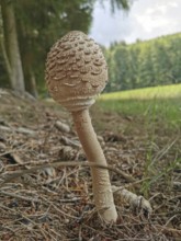 A large mushroom with a long stalk growing in the forest near the edge of a green field, giant