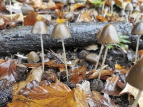 Small mushrooms on the ground between wet leaves in autumn forest, leathery-brown fibre fungus