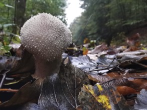 A single mushroom on moist forest soil with fallen leaves, bottle mushroom (lycoperdon perlatum),