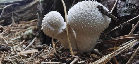 White, spiny mushrooms on the forest floor in a natural environment, bottle mushroom (Lycoperdon