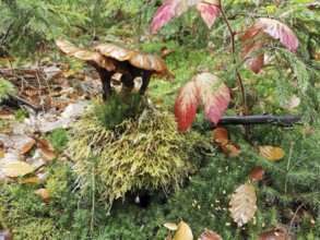 A dark mushroom (fungi) grows on moss-covered ground with colourful leaves, Franconian Forest